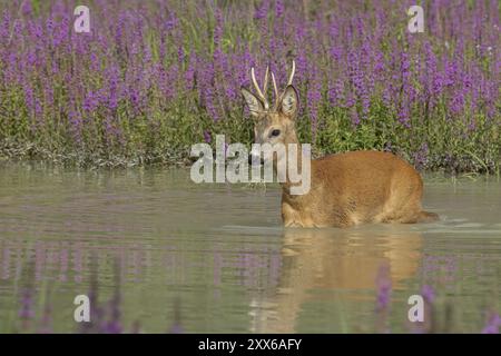 Roebuck traverse la rivière. Autriche, haute-Autriche Banque D'Images