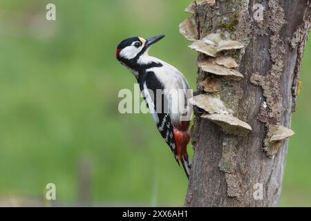 Grande chasse au pic tacheté femelle, haute-Autriche, Autriche, Europe Banque D'Images