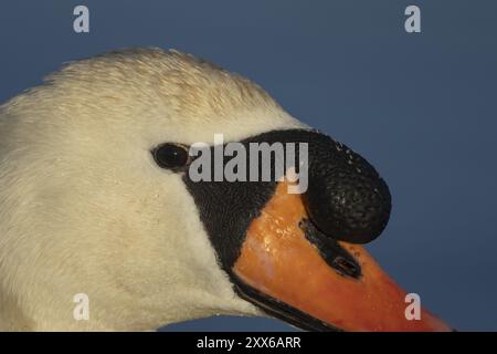 Cygne muet (Cygnus olor) oiseau adulte gros plan portrait de tête, Suffolk, Angleterre, Royaume-Uni, Europe Banque D'Images