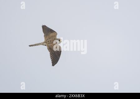 Oiseau adulte en vol de la cancerelle commune (Falco tinnunculus), Kent, Angleterre, Royaume-Uni, Europe Banque D'Images