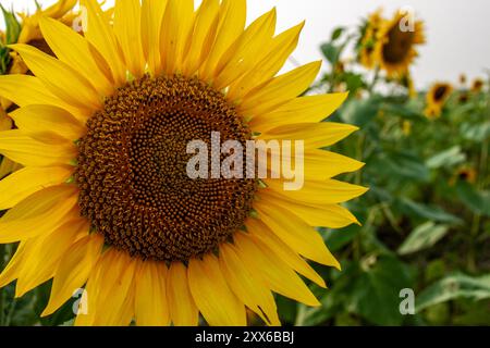 Tournesol jaune Close Up Banque D'Images
