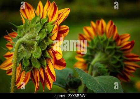 Dos d'une bague d'Une bague de tournesol de feu (multicolore - jaune et rouge) Banque D'Images