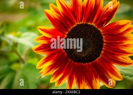 Anneau de feu (jaune et rouge) tournesol gros plan Banque D'Images