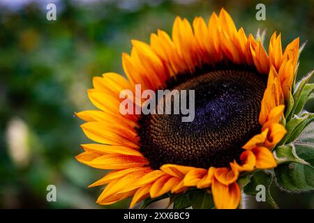 Gros plan d'une floraison de tournesol orange/jaune (Helianthus annuus) Banque D'Images