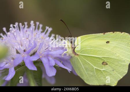 Papillon Brimstone (Gonepteryx rhamni) insecte mâle adulte se nourrissant sur une fleur scabieuse des champs en été, Suffolk, Angleterre, Royaume-Uni, Europe Banque D'Images