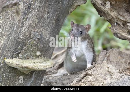 Rat brun (Rattus norvegicus) regardant sous le bois mort, Autriche, basse-Autriche, Europe Banque D'Images