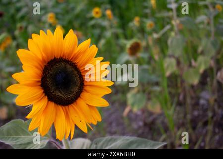 Tournesol orange dans un champ de tournesols (Helianthus annuus) Banque D'Images