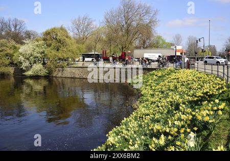 Europe, Allemagne, Hambourg, ville, Alster intérieur, fleur d'arbre, pause déjeuner sur la promenade de l'Alster, jonquilles, Europe Banque D'Images