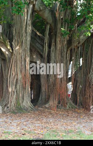 Vue verticale Grand arbre banyan tôt le matin soleil et ombre à North Straub Park caractérisé Petersburg, FL. Tronc brun et racines membres pendants vers le bas Banque D'Images