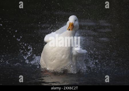 pekin blanc (Anas platyrhynchos domesticus) canard domestiqué oiseau de ferme baignant dans un lac, Angleterre, Royaume-Uni, Europe Banque D'Images