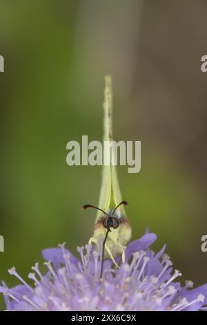 Papillon Brimstone (Gonepteryx rhamni) insecte mâle adulte se nourrissant sur une fleur scabieuse des champs en été, Suffolk, Angleterre, Royaume-Uni, Europe Banque D'Images