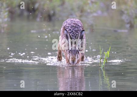 Lièvre brun traversant une rivière, Europe, Autriche, haute-Autriche, Europe Banque D'Images