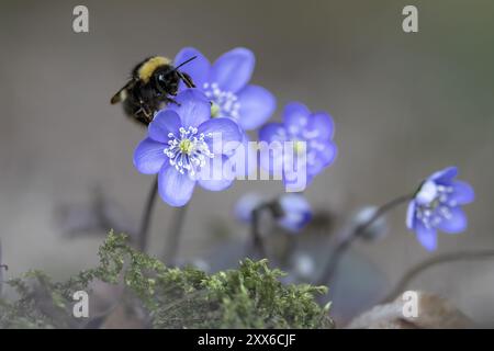 Crabe (hepatica nobilis) avec gros bourdon (Bombus magnus), Autriche, haute-Autriche, Europe Banque D'Images