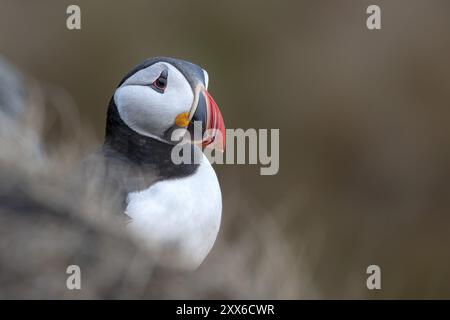 Portrait d'un macareux (Fratercula arctica), Norvège, île de Runde, Europe Banque D'Images