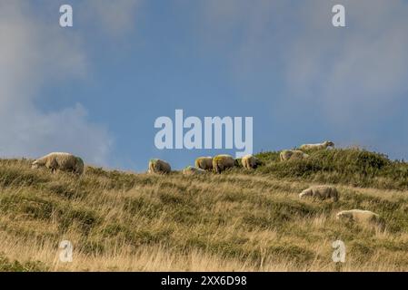 Julianadorp, pays-Bas. Septembre 2021. Pâturage des moutons dans la zone des dunes de Julianadorp, Hollande du Nord. Banque D'Images