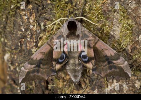 Evening Peacock-eye, Smerinthus ocellata, oeil faucon-teth Banque D'Images