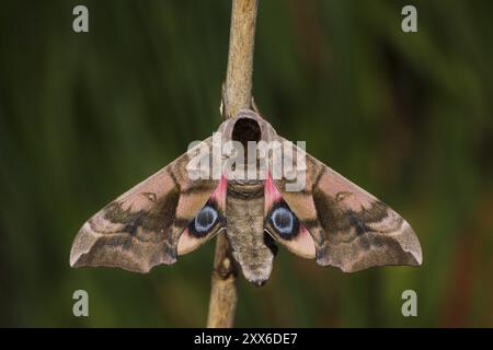 Evening Peacock-eye, Smerinthus ocellata, oeil faucon-teth Banque D'Images