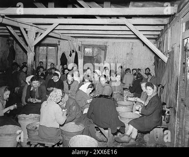 Survivantes pelant des pommes de terre dans une caserne du camp de concentration de Bergen-Belsen. La photo est datée du 28 avril 1945, 13 jours après la libération du camp par les troupes britanniques et canadiennes. La position du camp dans l'ouest de l'Allemagne signifiait que des milliers de personnes y furent envoyées alors que l'est tombait. 18000 personnes sont mortes rien qu'en mars 1945, et 10000 dans les deux semaines qui ont suivi la libération. Ils sont morts de maladie et de négligence plutôt que des abus systématiques observés ailleurs. Banque D'Images