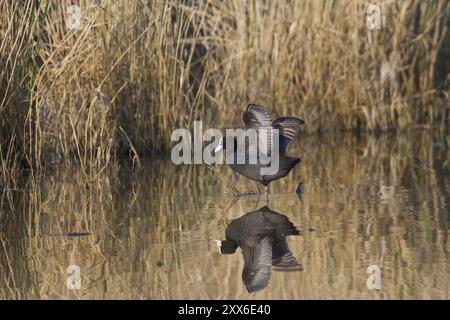 Blaesshuhn, Fulica atra, coot eurasien Banque D'Images