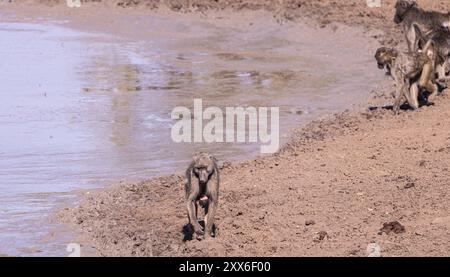 Babouins dans un trou d'eau dans le parc national Kruger (gros plan), Afrique du Sud, Afrique Banque D'Images