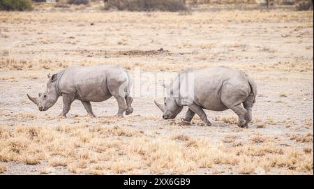 Rhinocéros blancs repérés dans le sanctuaire des rhinocéros Khama, Botswana, pendant l'hiver, Afrique Banque D'Images