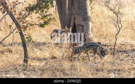 Deux Jackals (Canis mesomelas) repérés dans le parc national de Hwange, Zimbabwe, Afrique Banque D'Images