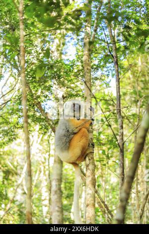 Le sifaka de Coquerel dans le parc national d'Andasibe-Mantadia, Madagascar, Afrique Banque D'Images