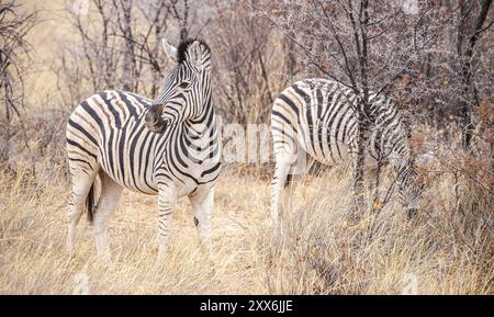 Zèbres repérés dans le sanctuaire Khama Rhino, Botswana, pendant l'hiver, Afrique Banque D'Images