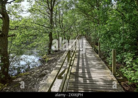 Promenade dans la forêt de carrières à Vogelkoje Meeram, Amrum, Île de Frise du Nord, Frise du Nord, Schleswig-Holstein, Allemagne, Europe Banque D'Images