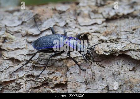 Coléoptère en bois bleu-violet, Carabus problematicus, coléoptère Banque D'Images