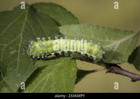 Saturnia pyri, papille géante du paon, chenille Banque D'Images