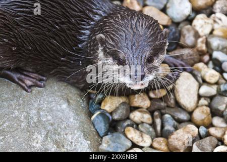 Cendrées Oriental otter (Aonyx cinerea) Banque D'Images