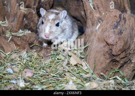 Gerbilles mongoles (Meriones) dans un terrarium, gerbilles Banque D'Images