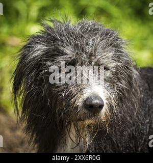 Un mélange de Border Collie humide, Bearded Collie semble très légèrement hors de l'image Banque D'Images