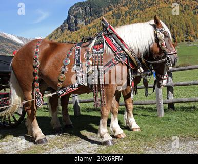 Cheval Haflinger Banque D'Images