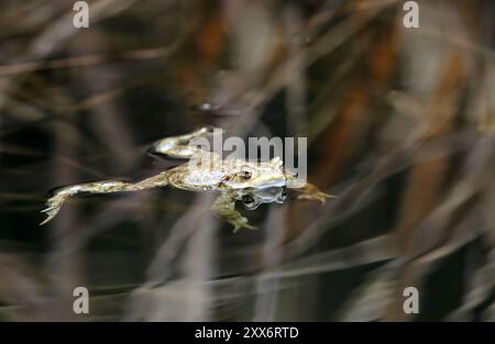 Grenouille Banque D'Images