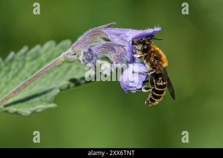 Osmia adunca à la menthe Banque D'Images