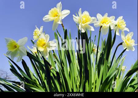 Jonquilles blanches contre un ciel bleu Banque D'Images