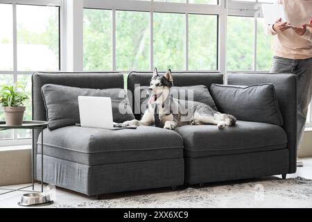 Chien Husky drôle avec cravate et ordinateur portable sur le canapé dans le bureau Banque D'Images