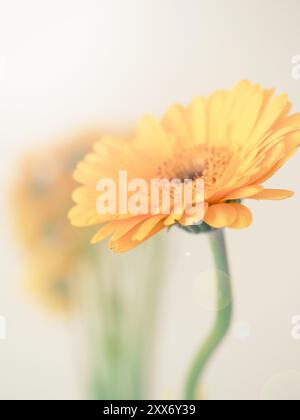 Gros plan d'une Gerbera jaune douce et romantique avec style, selective focus on foreground Banque D'Images