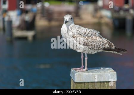 Une mouette est assise sur un dauphin et regarde dans la caméra Banque D'Images