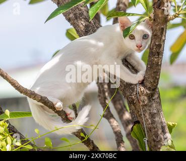 Khao Manee Cat [ oeil de diamant ] Banque D'Images