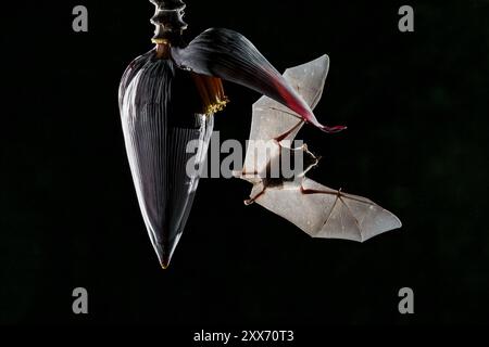 Nourrir les chauves-souris sur le nectar de fleur de banane au Costa Rica Banque D'Images