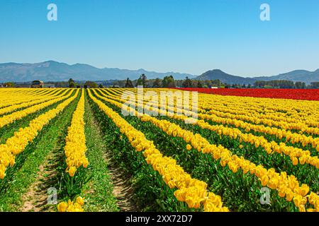 Champ de tulipes jaunes et rouges avec montagnes en arrière-plan (rangées de tulipes) au Skagit Valley Tulip Festival à Mount Vernon, Washington Banque D'Images