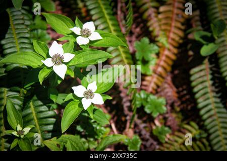 Bunchberry de la cordillère occidentale espèce de cornouiller (Cornus unalaschkensis) avec des fougères en arrière-plan Banque D'Images