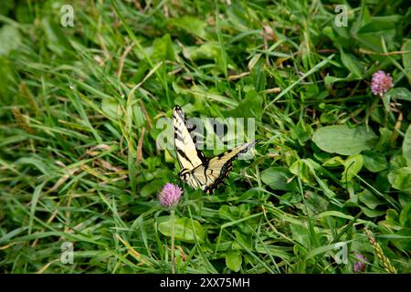 Eastern Tiger Swallowtail Banque D'Images