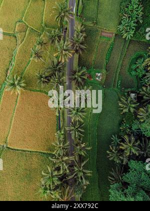 Drone vue sur les terrasses vertes de riz avec route sous les palmiers. Campagne sur l'île de Bali. Banque D'Images