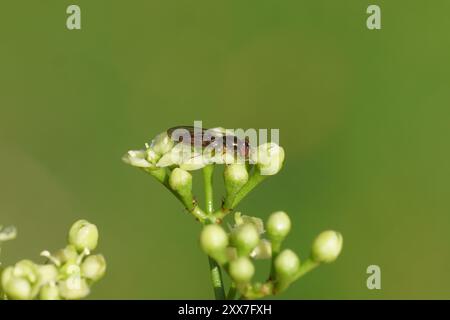 Gros plan femelle Melanostoma scalare, famille Syrphidae sur fleurs de fuseau Evergreen, fuseau japonais (Euonymus japonicus). Banque D'Images