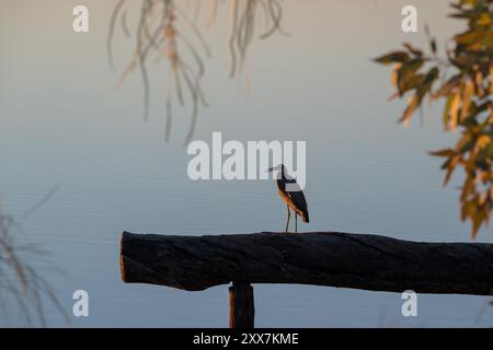 Un héron solitaire, silhouetté, à face blanche est perché sur une bûche encadrée par la végétation locale et les eaux parfaitement calmes du lac Dunn, en Australie. Banque D'Images