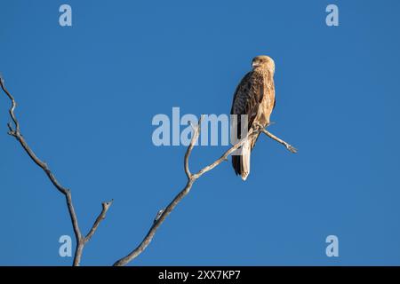 Cerf-volant sifflant perché dans un arbre mort à la chasse à la proie lors d'une journée de ciel bleu sans nuages au lac Dunn dans la région d'Aramac dans le Queensland en Australie. Banque D'Images